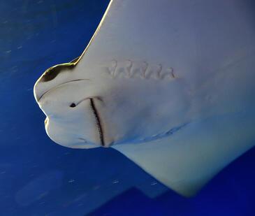 Manta Ray Japan © Etienne Pierart